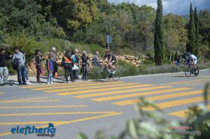 pet-kot-ironman-19_229