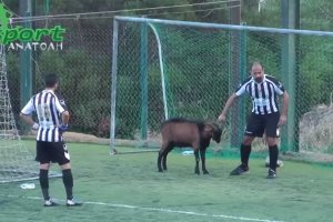 Τράγος... τερματοφύλακας εισβάλει σε ποδοσφαιρικό αγώνα (βίντεο)
